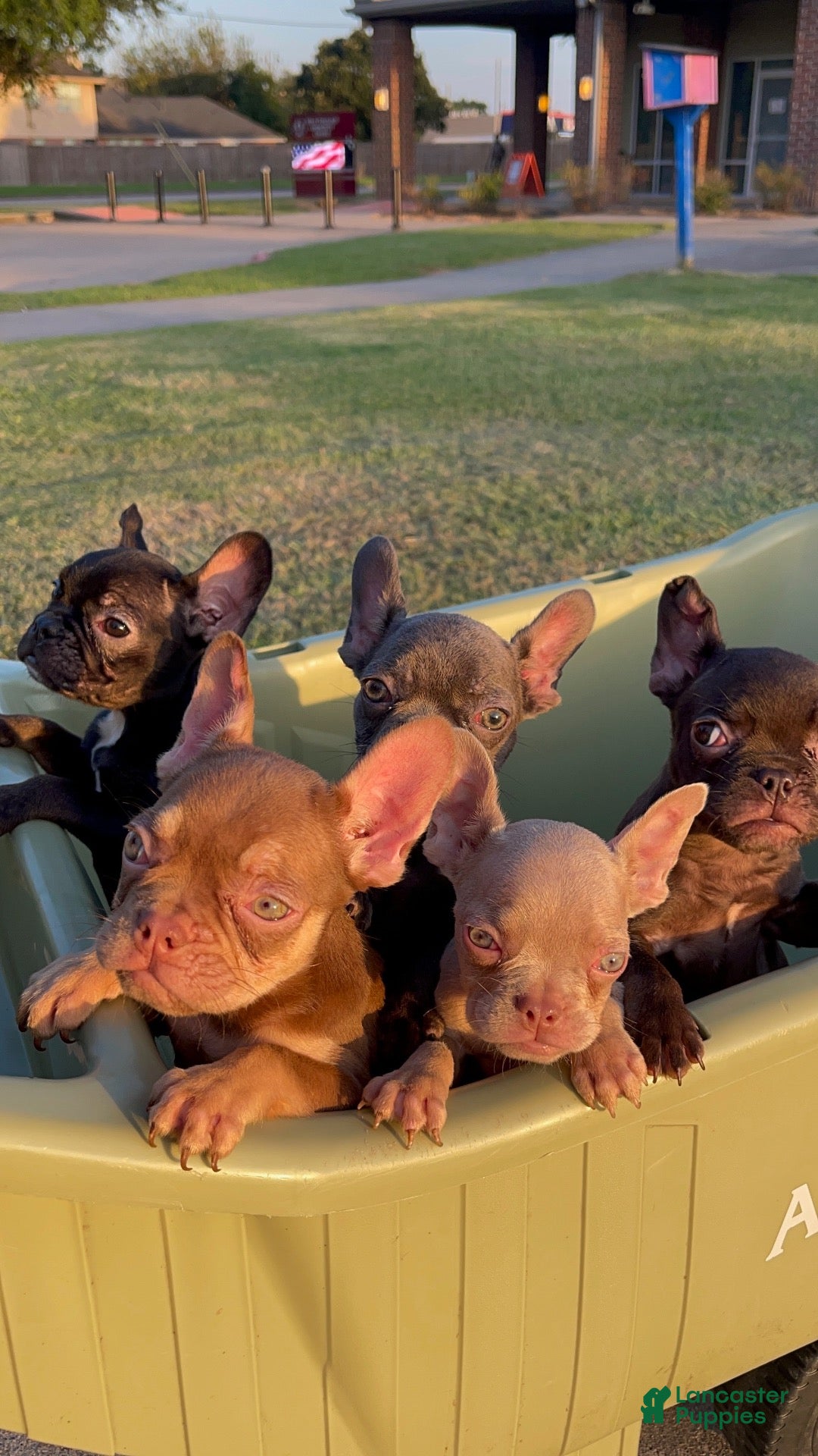 French Bulldog dogs for sale: French Bulldog 1 - Ad 3