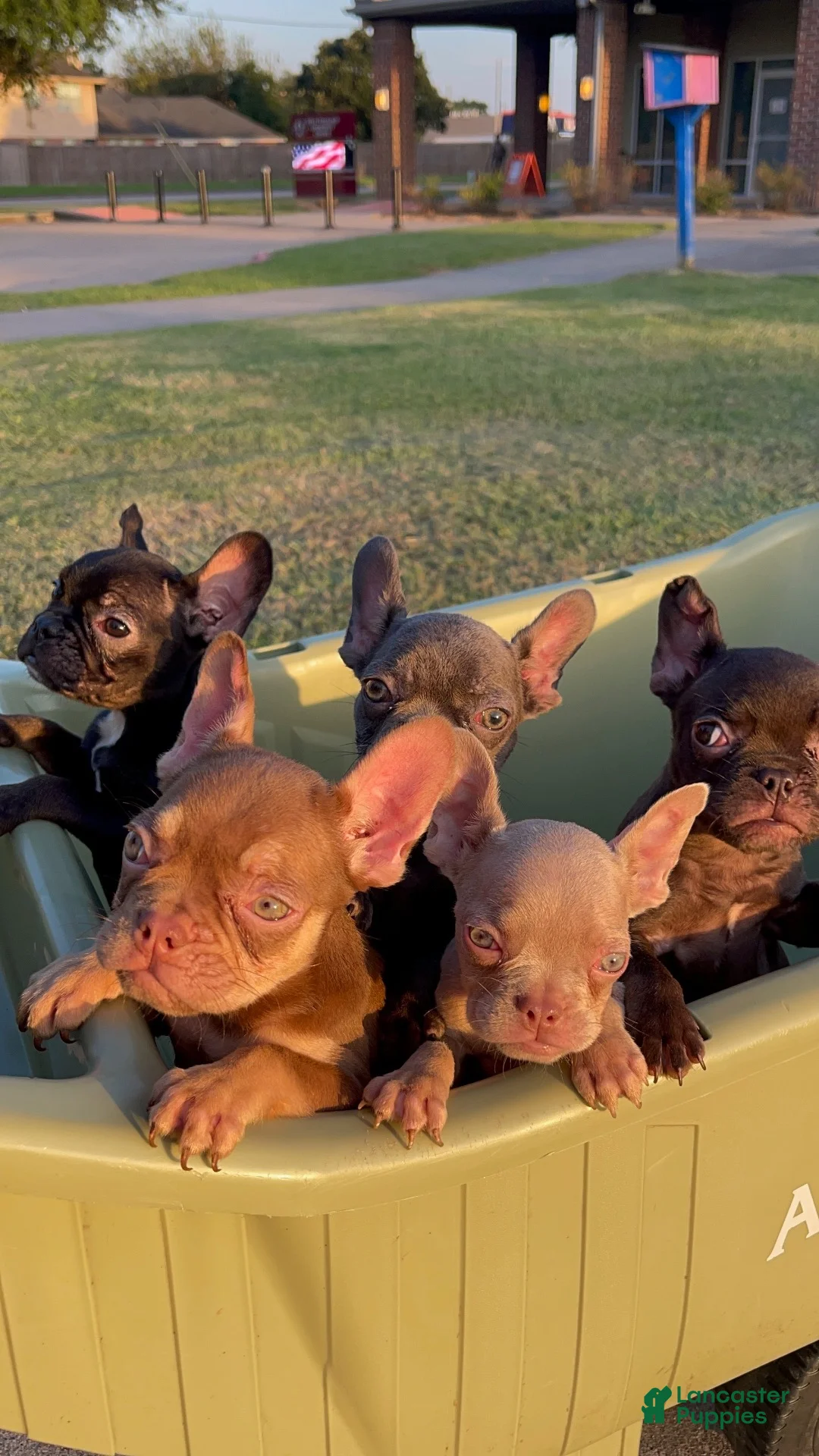 French Bulldog dogs for sale: French Bulldog 1 - Ad 1