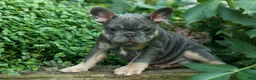 French Bulldog dogs for sale: 🐾 Mateo - Ad 9