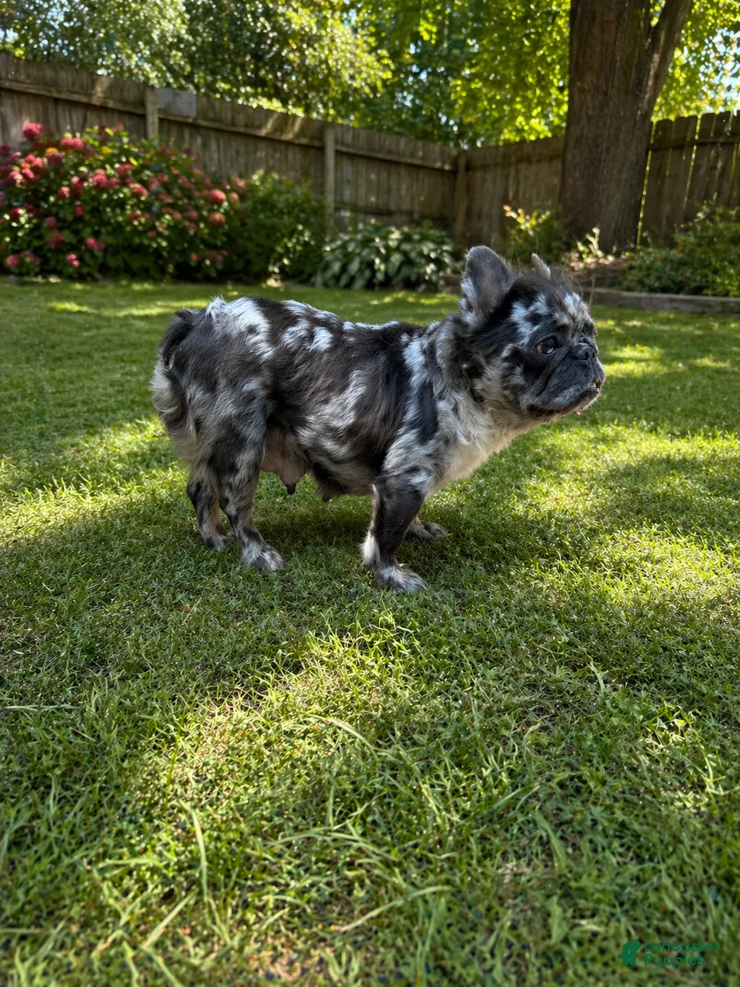 French Bulldog dogs for sale: French Bulldog Puppy 3 - Ad 5