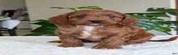 Cavapoo dogs for sale: Ellie - Ad 15