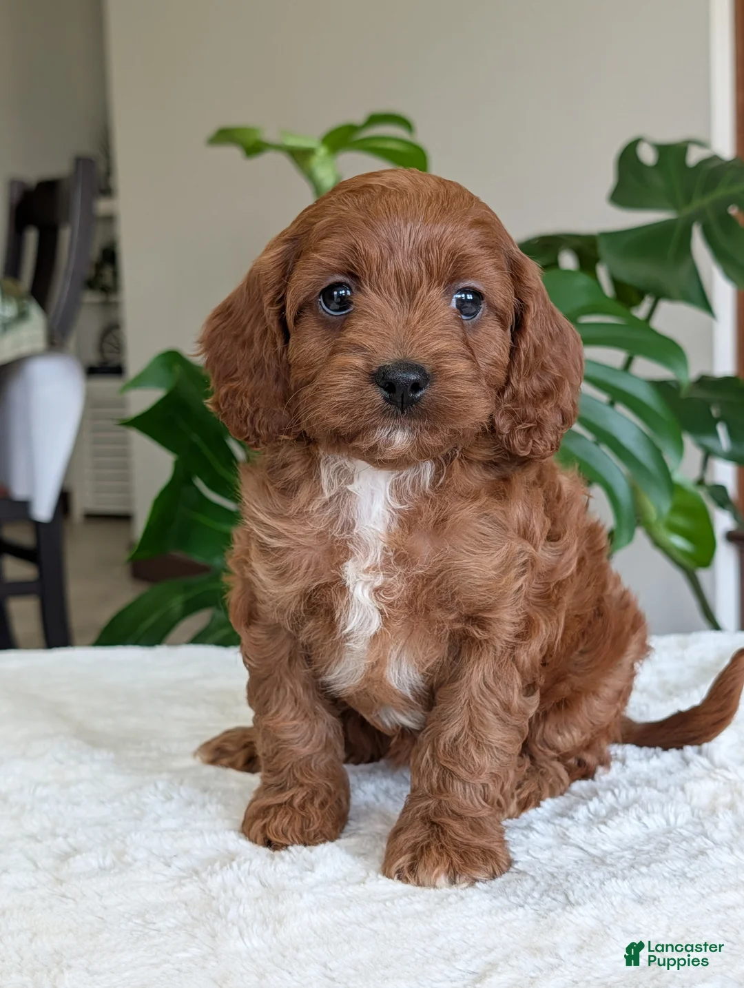 Cavapoo dogs for sale: Ellie - Ad 15