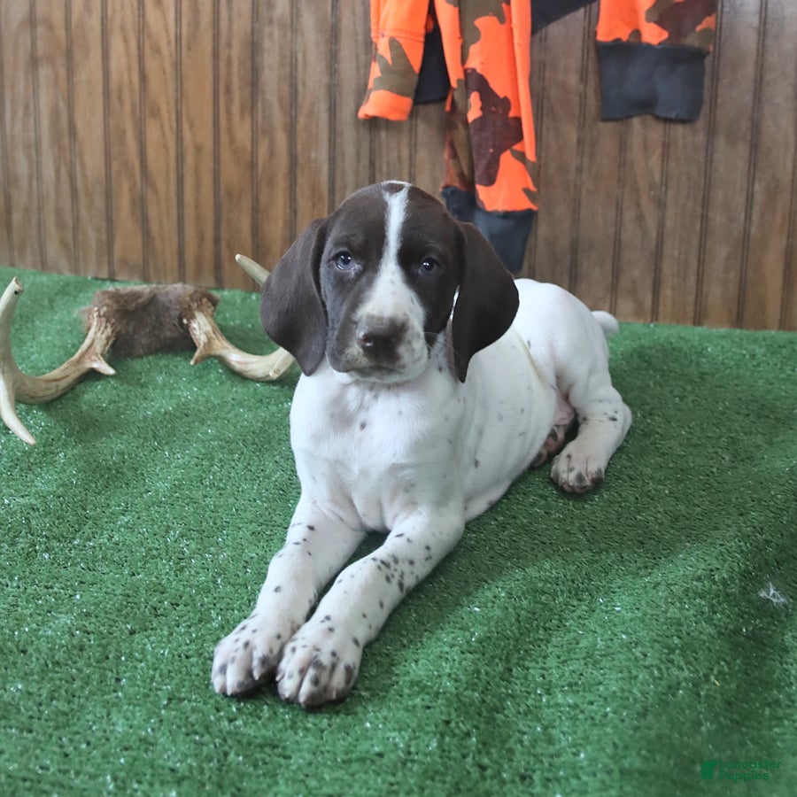 German Shorthaired Pointer dogs Tanya - Ad 2