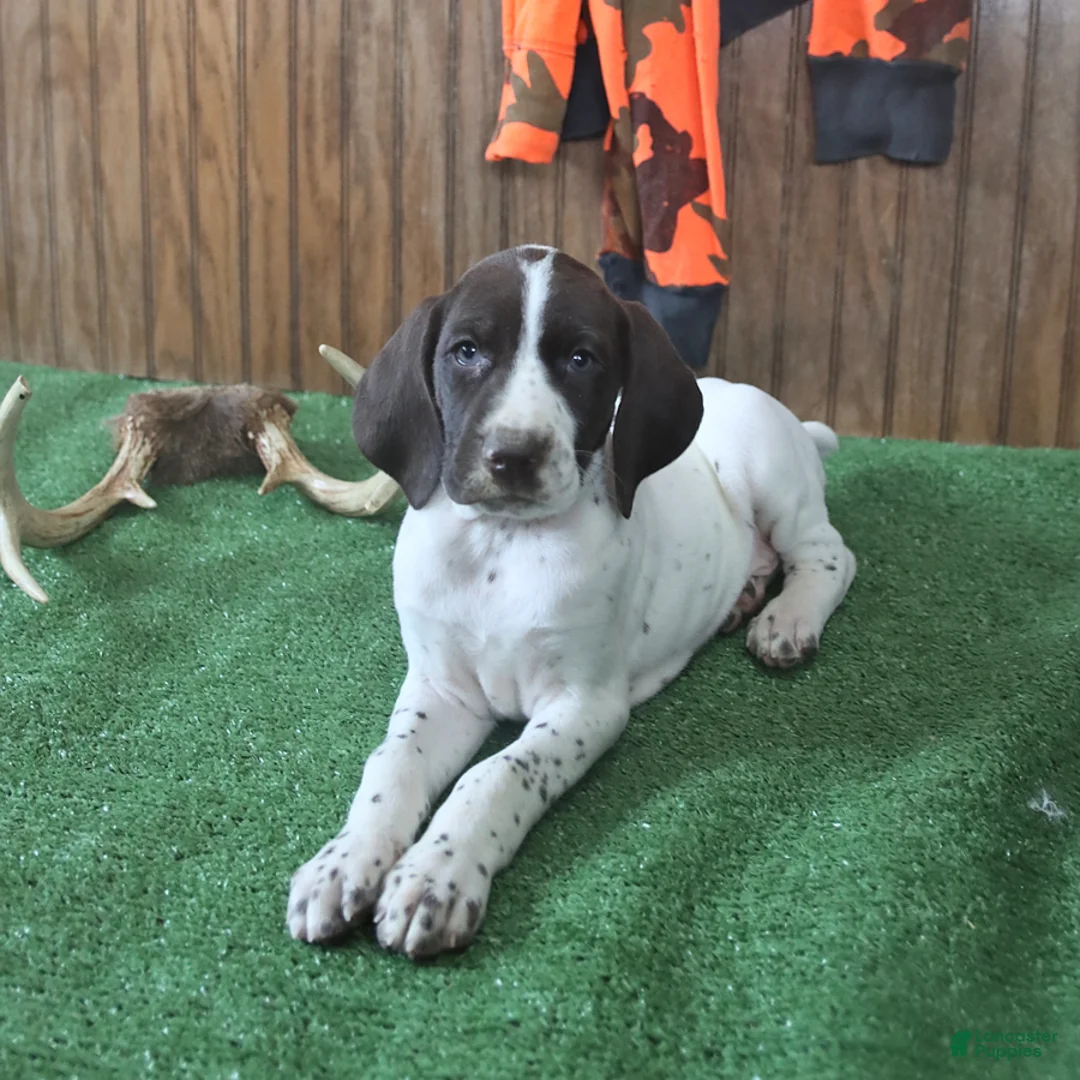 German Shorthaired Pointer dogs for sale: Tanya - Ad 2