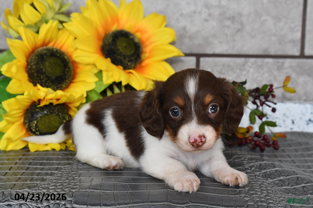 Miniature Dachshund dogs Jack  - Ad 2