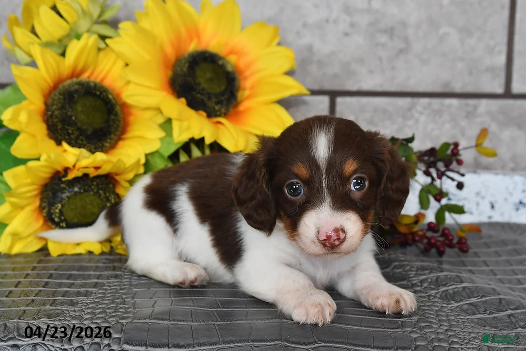 Miniature Dachshund dogs for sale: Jack  - Ad 2