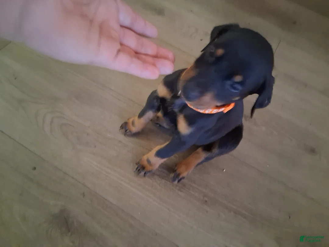 Doberman Pinscher dogs for sale: Doberman Pinscher Puppy 1 - Ad 1