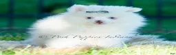 Pomeranian dogs for sale: Marshmallow - Ad 4