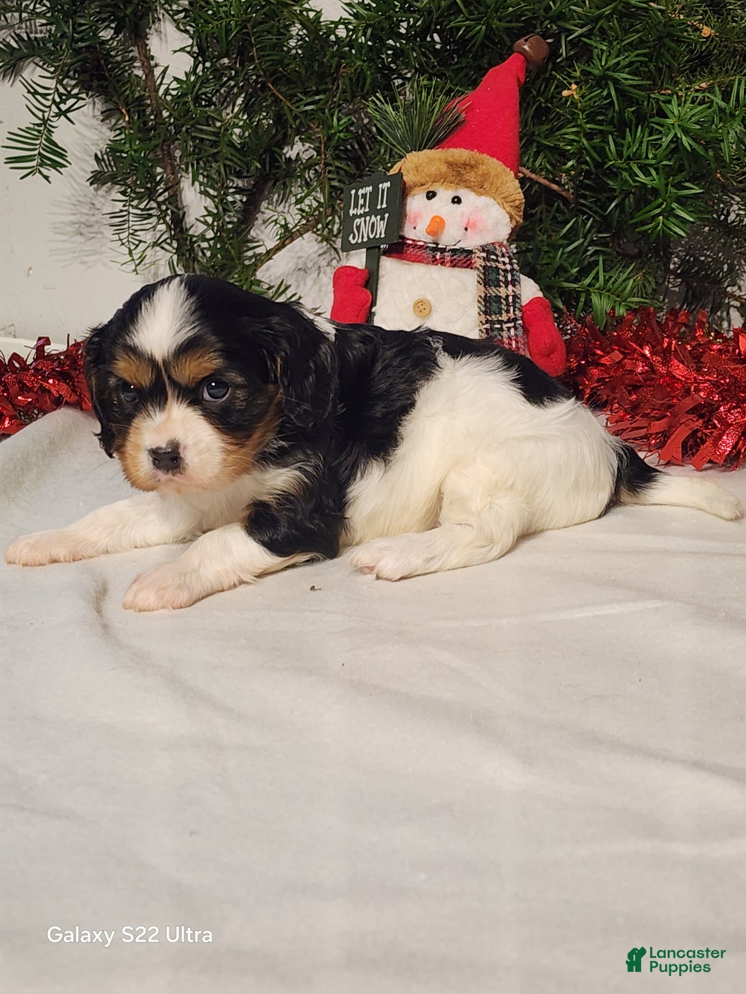 Cavalier King Charles Spaniel dogs for sale: Jerry - Ad 2