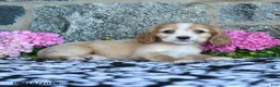 English Cocker Spaniel dogs for sale: Tina - Ad 2