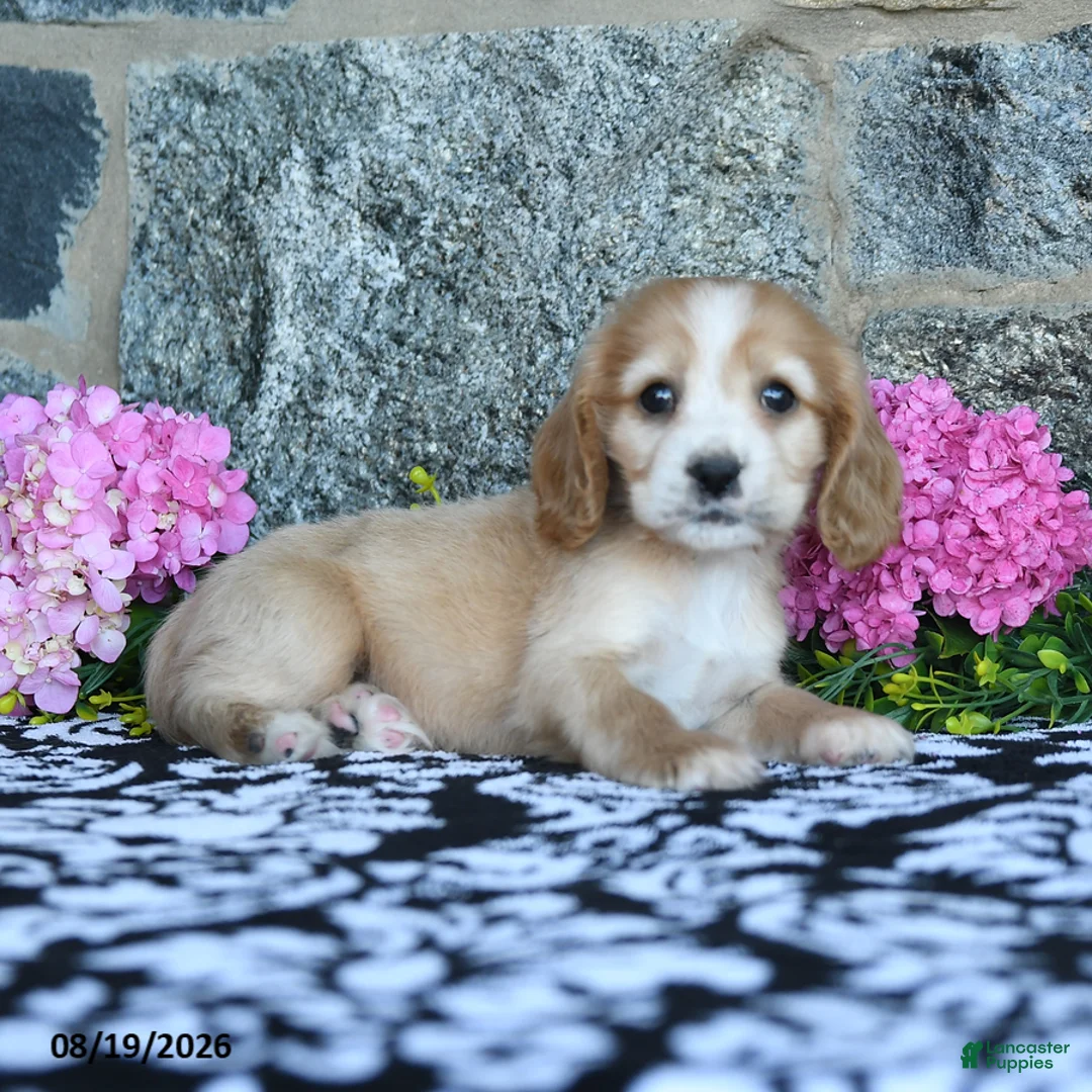English Cocker Spaniel dogs for sale: Tina - Ad 2