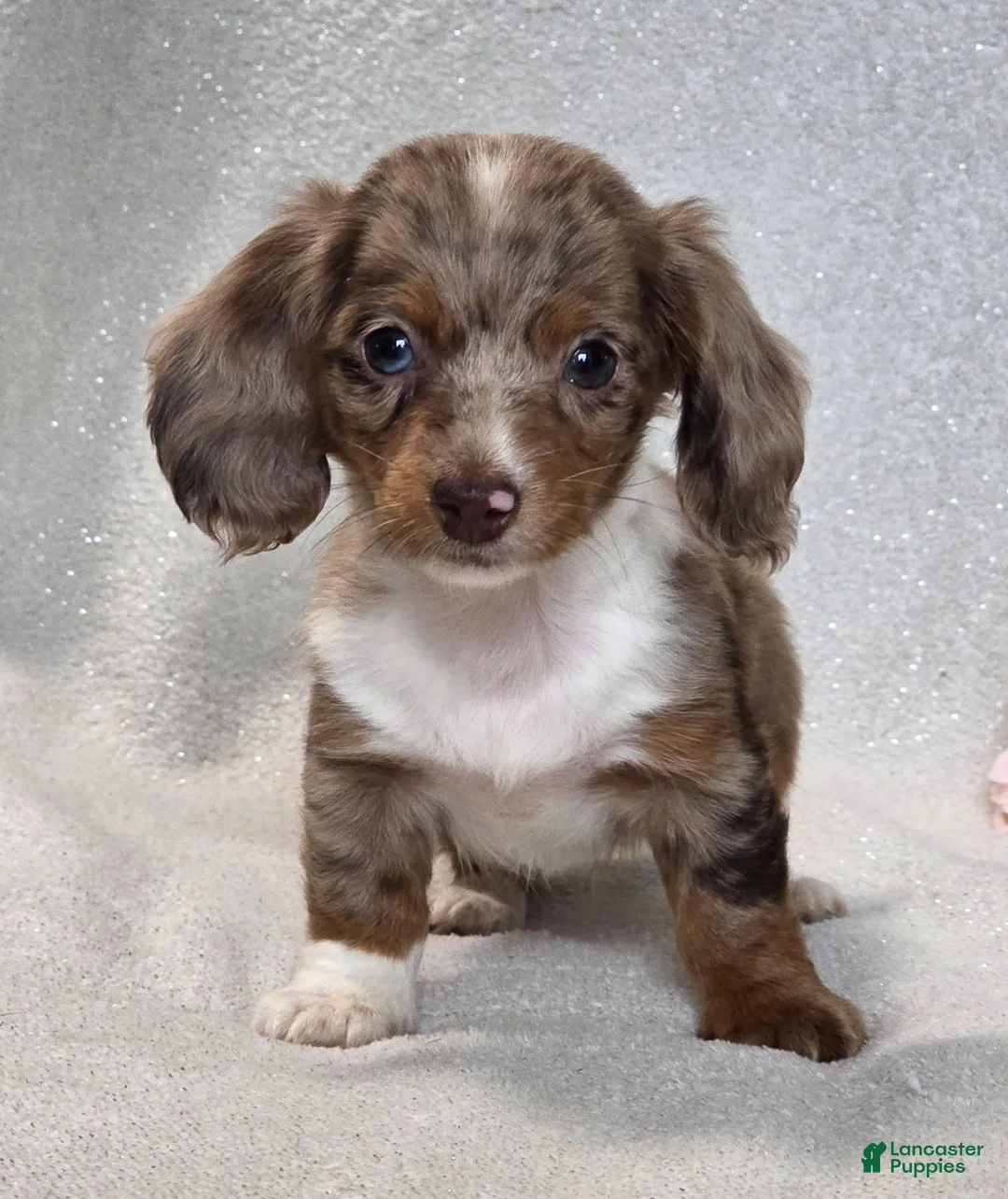 Miniature Dachshund dogs for sale: Mason - Ad 2