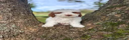 Goldendoodle dogs for sale: Sneezy - Ad 3