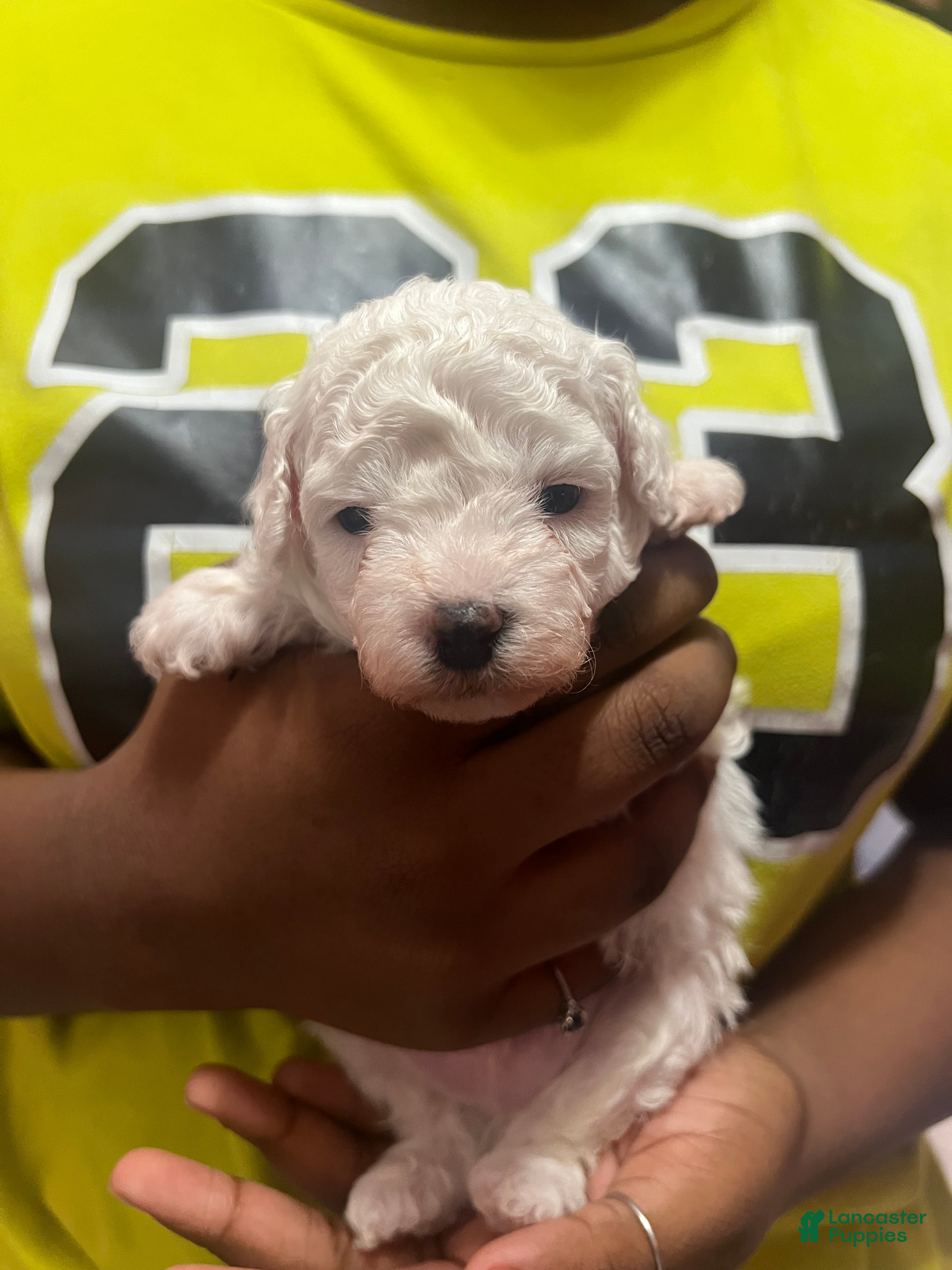 Miniature Poodle dogs Miniature Poodle 2 - Ad 1