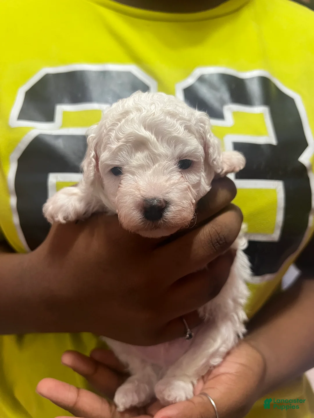 Miniature Poodle dogs for sale: Miniature Poodle 2 - Ad 1