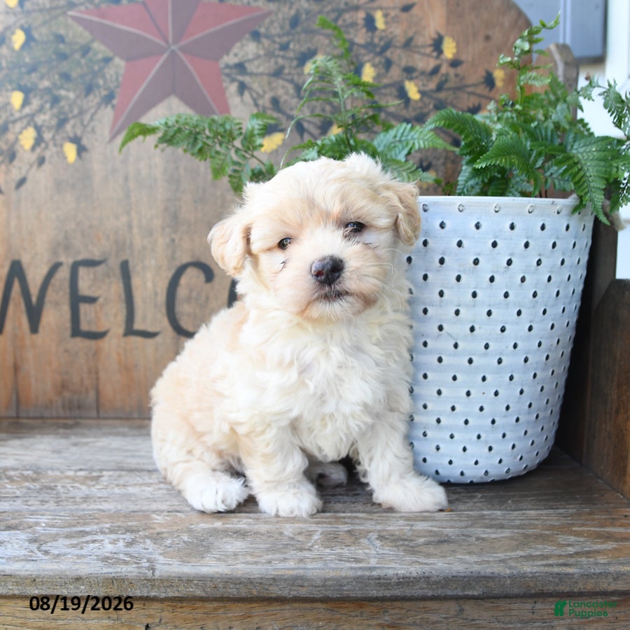 Maltipoo dogs Faith - Ad 1