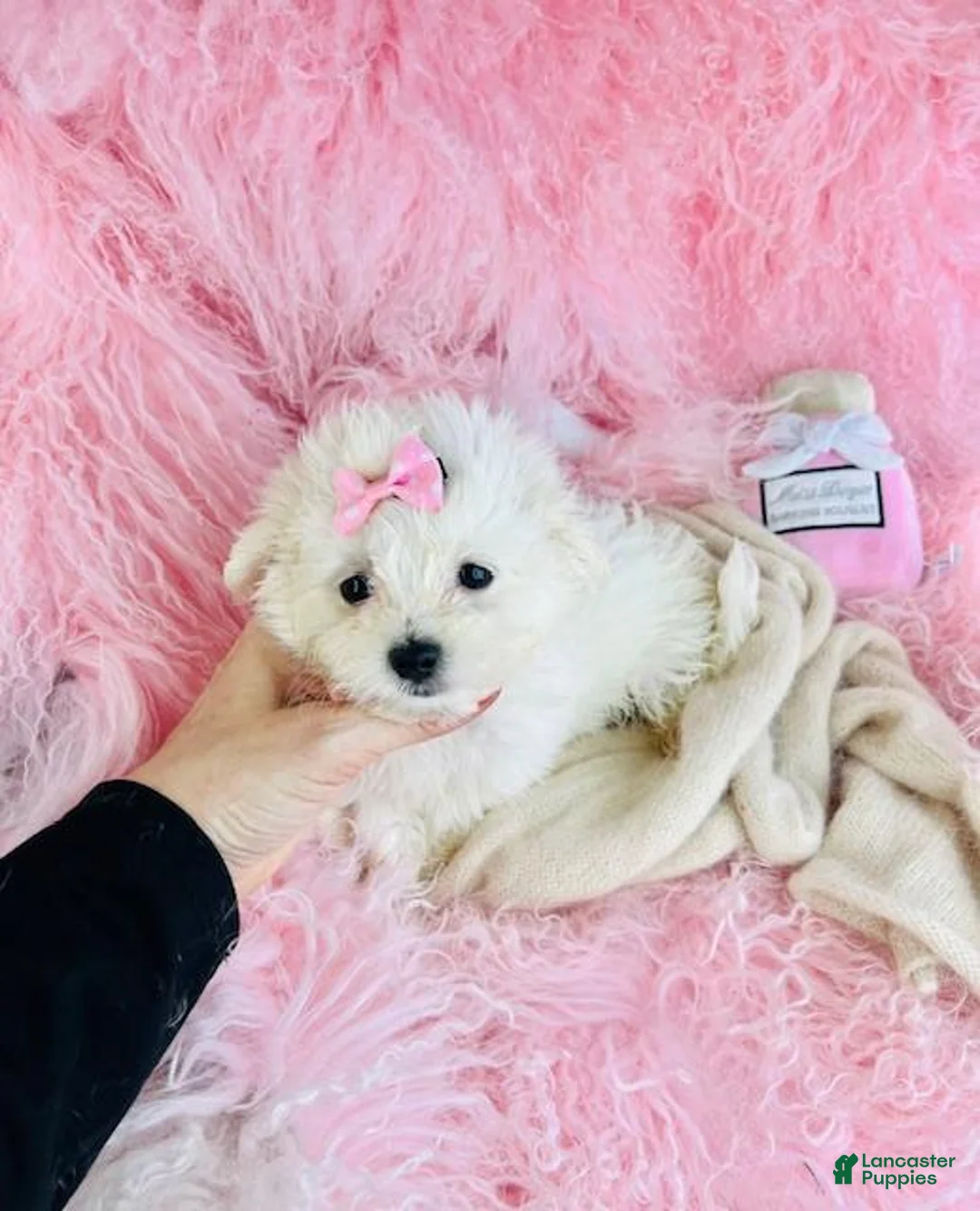 Maltese dogs for sale: Maltese 1 - Ad 2