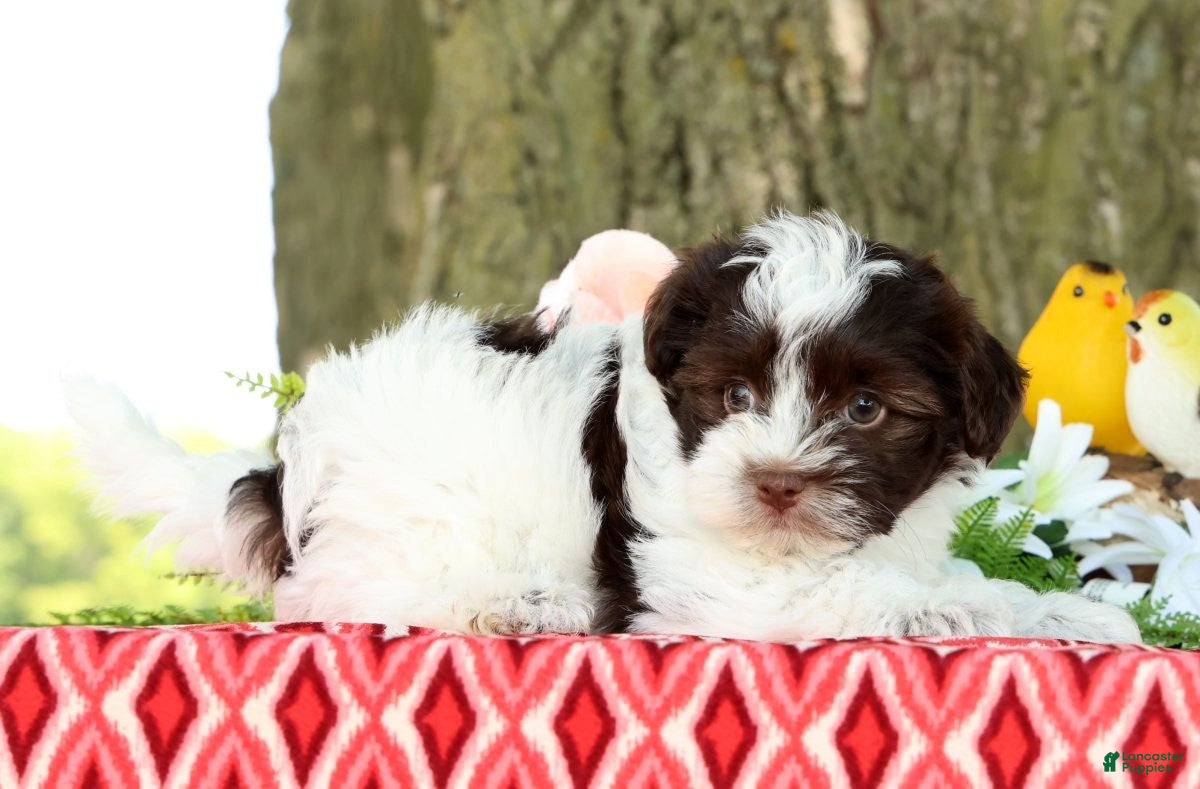 Havanese dogs for sale: Lucky - Ad 6