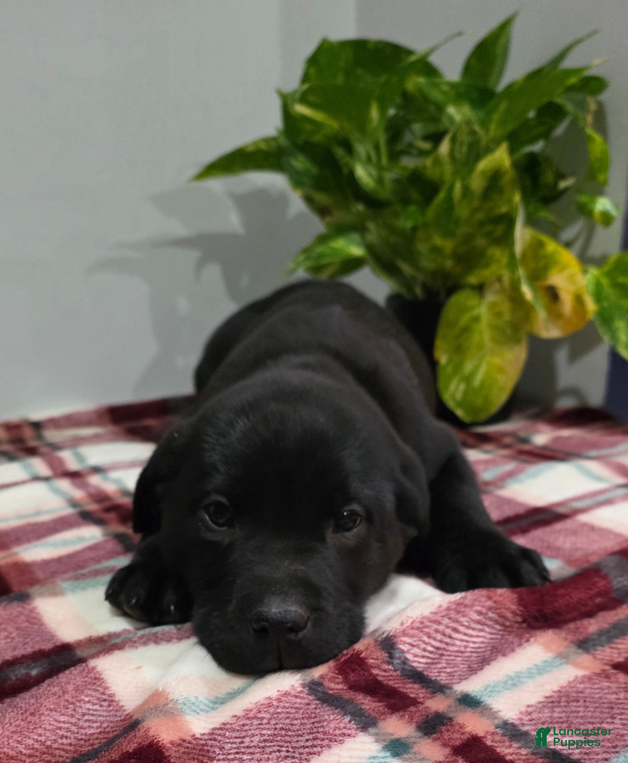 Labrador Retriever dogs Otis - Ad 2