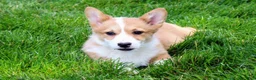 Welsh Corgi Pembroke dogs for sale: Olive(triple clear) AKC - Ad 9