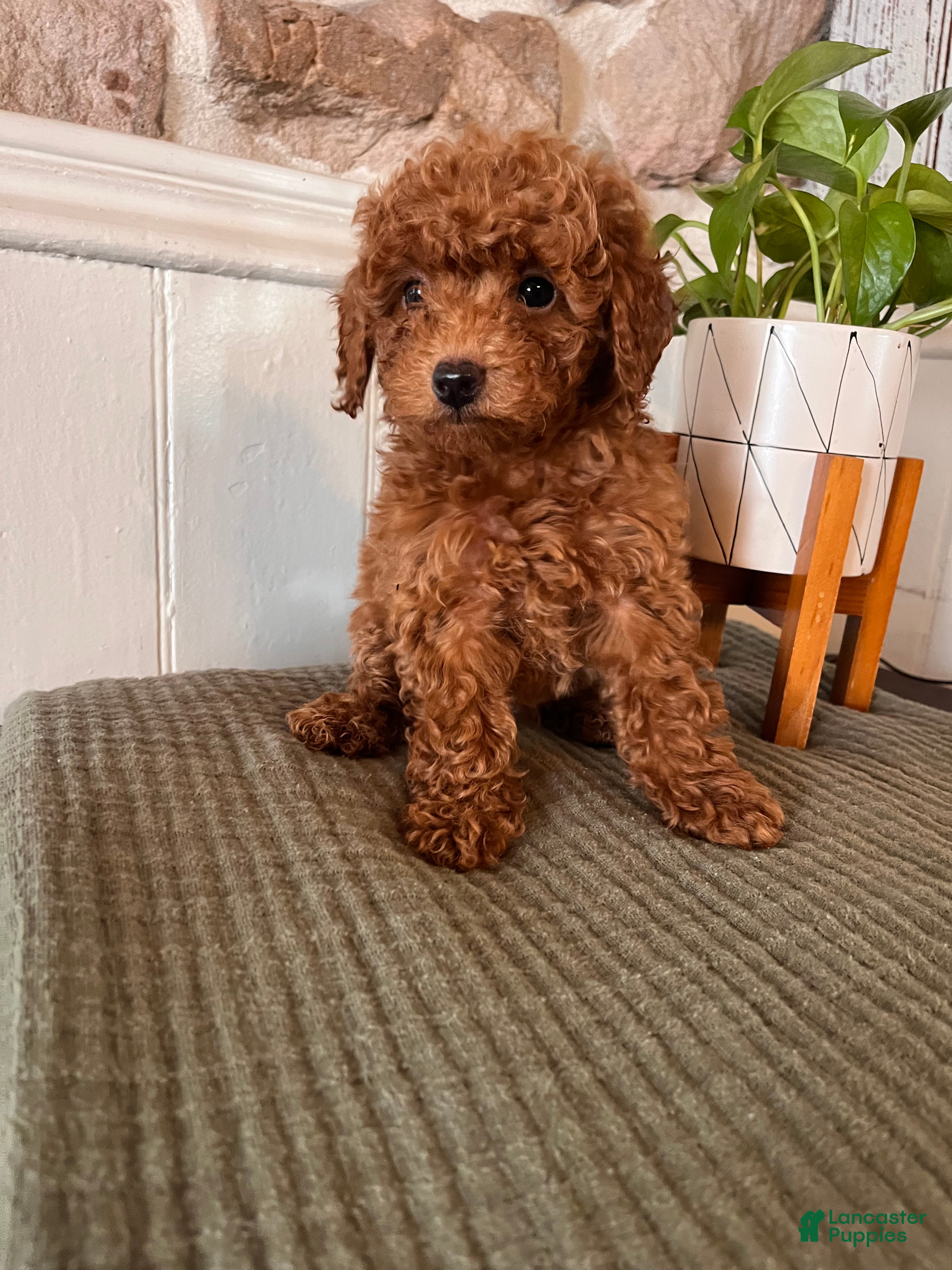 Toy Poodle dogs Tiny Tom  - Ad 1