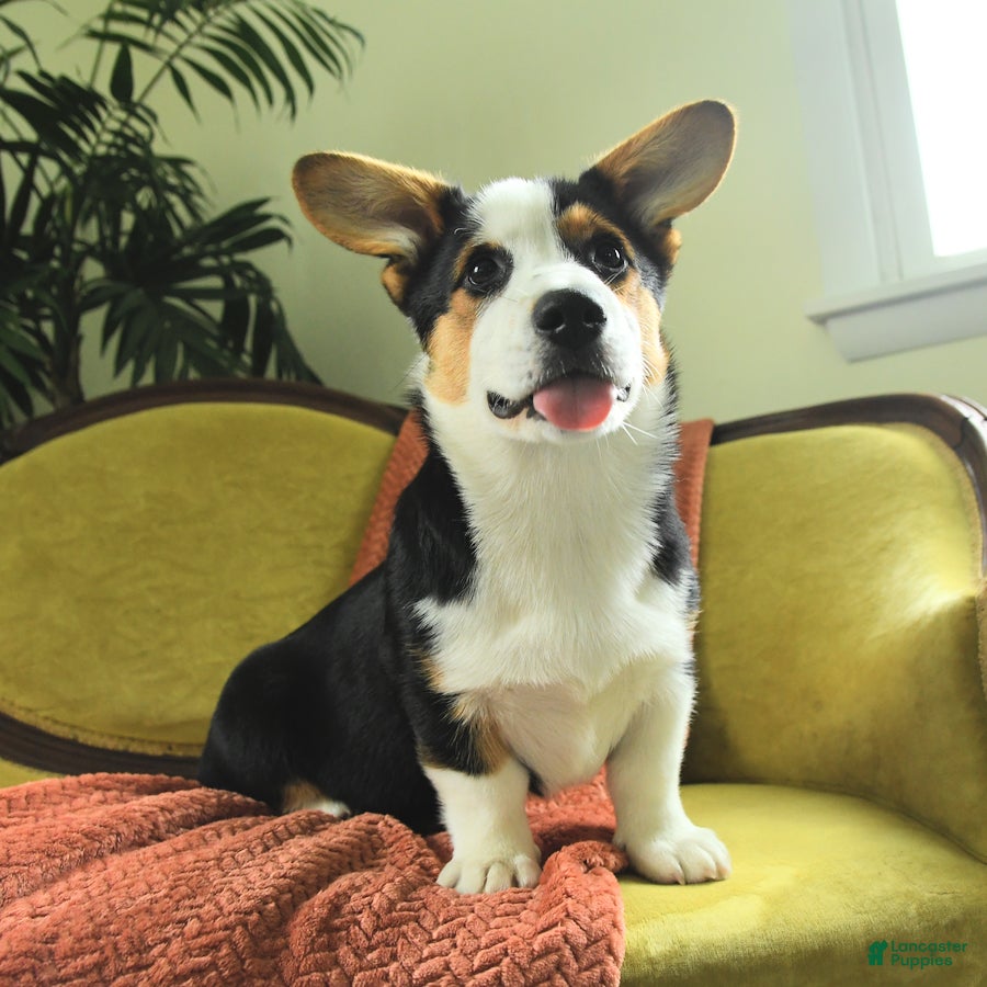 Welsh Corgi Pembroke dogs Titus - Ad 1