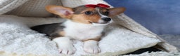 Welsh Corgi Pembroke dogs for sale: Leo - Ad 8