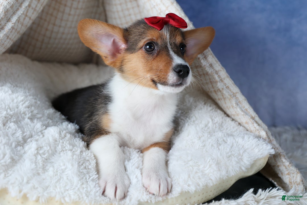 Welsh Corgi Pembroke dogs for sale: Leo - Ad 8