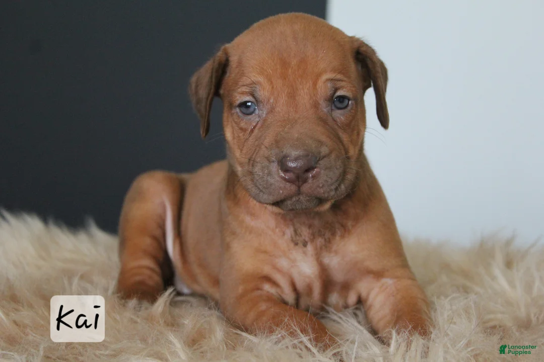 Rhodesian Ridgeback dogs for sale: Kai - Ad 1