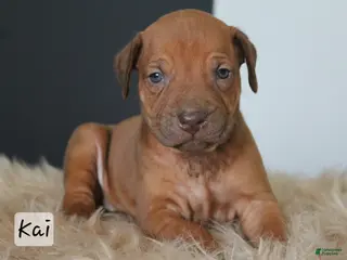 Rhodesian Ridgeback dogs Kai - Ad 13