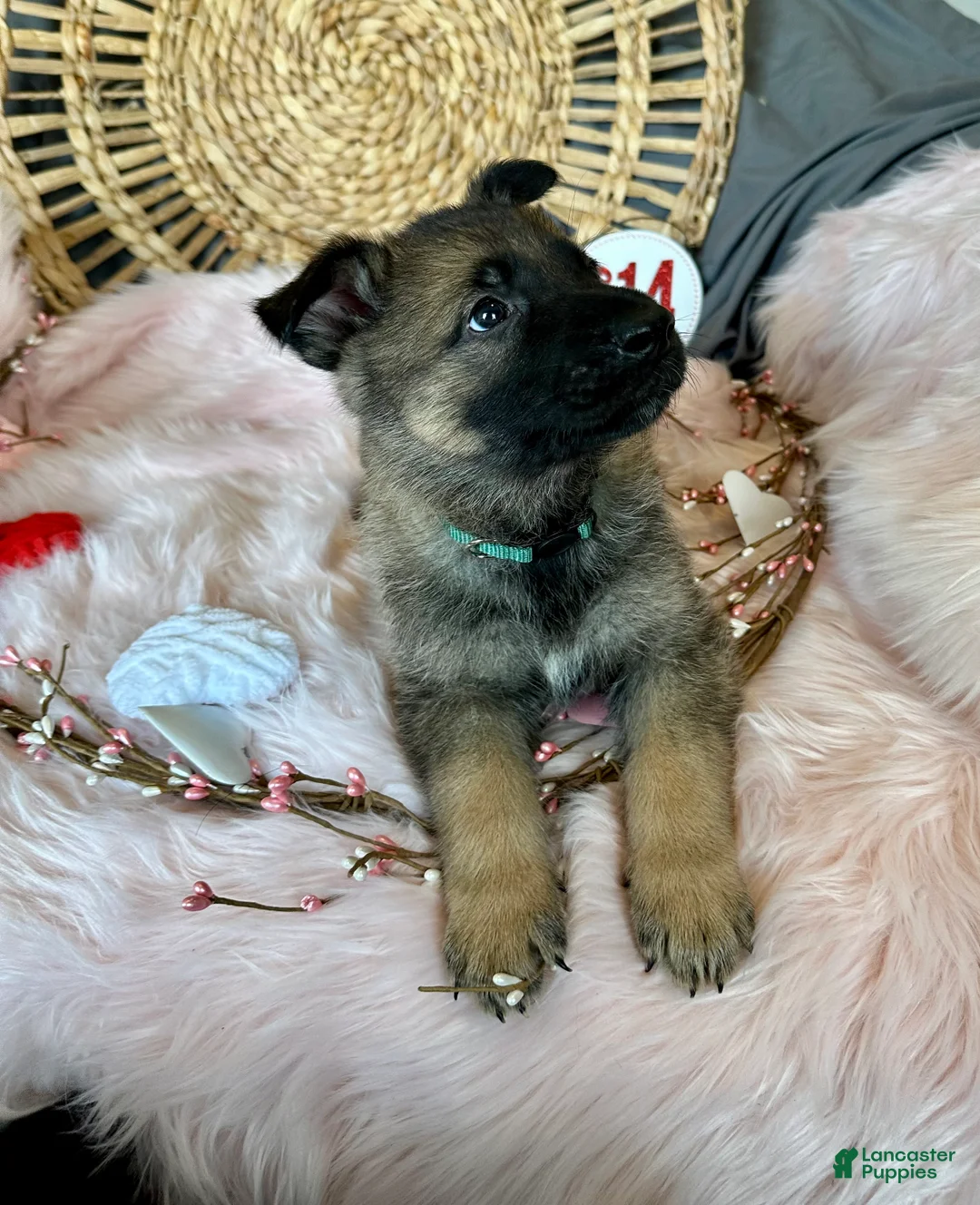 German Shepherd dogs for sale: Sage - Ad 7