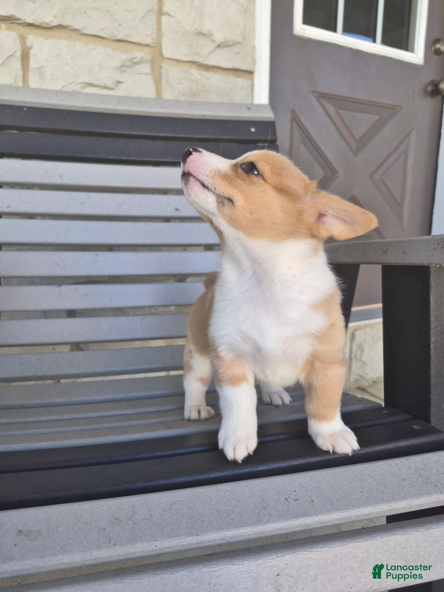 Welsh Corgi Pembroke dogs Talia - Ad 2