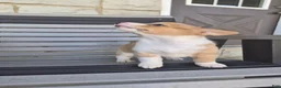 Welsh Corgi Pembroke dogs for sale: Talia - Ad 2