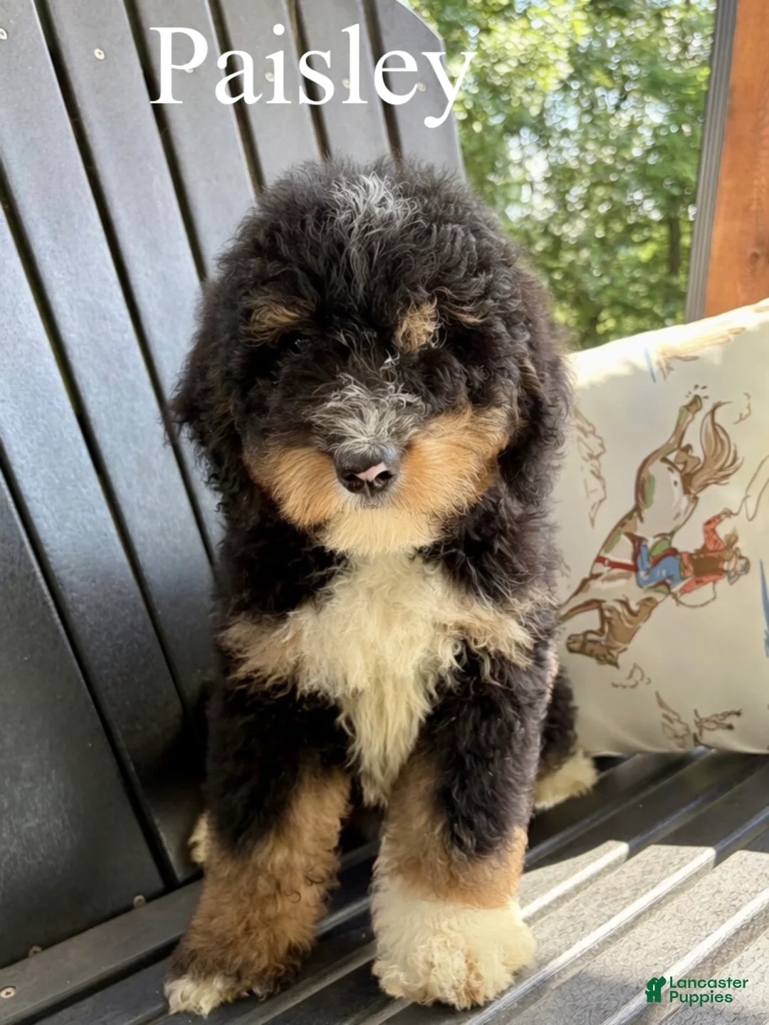 Bernedoodle dogs for sale: Paisley - Ad 1