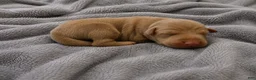 Doberman Pinscher dogs for sale: Seren - Ad 1