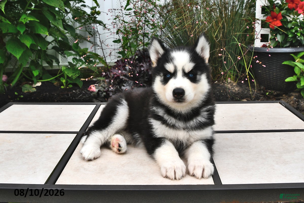 Siberian Husky dogs Echo - Ad 2
