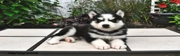 Siberian Husky dogs for sale: Echo - Ad 2
