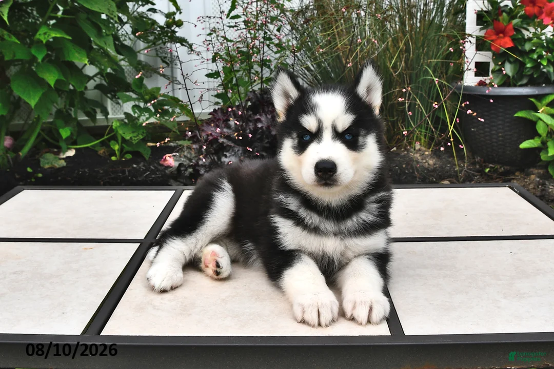 Siberian Husky dogs for sale: Echo - Ad 2