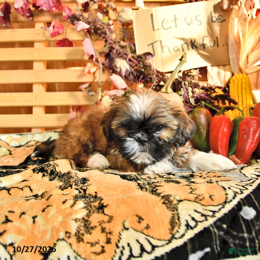 Shih Tzu dogs for sale: Ginger - Ad 2