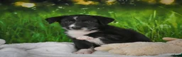 Border Collie dogs for sale: Tyson - Ad 1