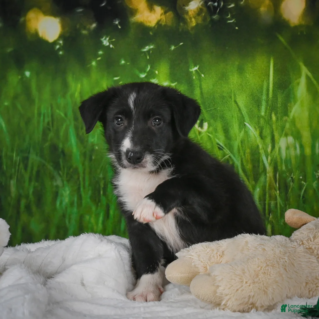 Border Collie dogs for sale: Tyson - Ad 1