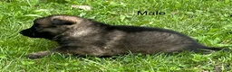 German Shepherd dogs for sale: German Shepherd 1 - Ad 4