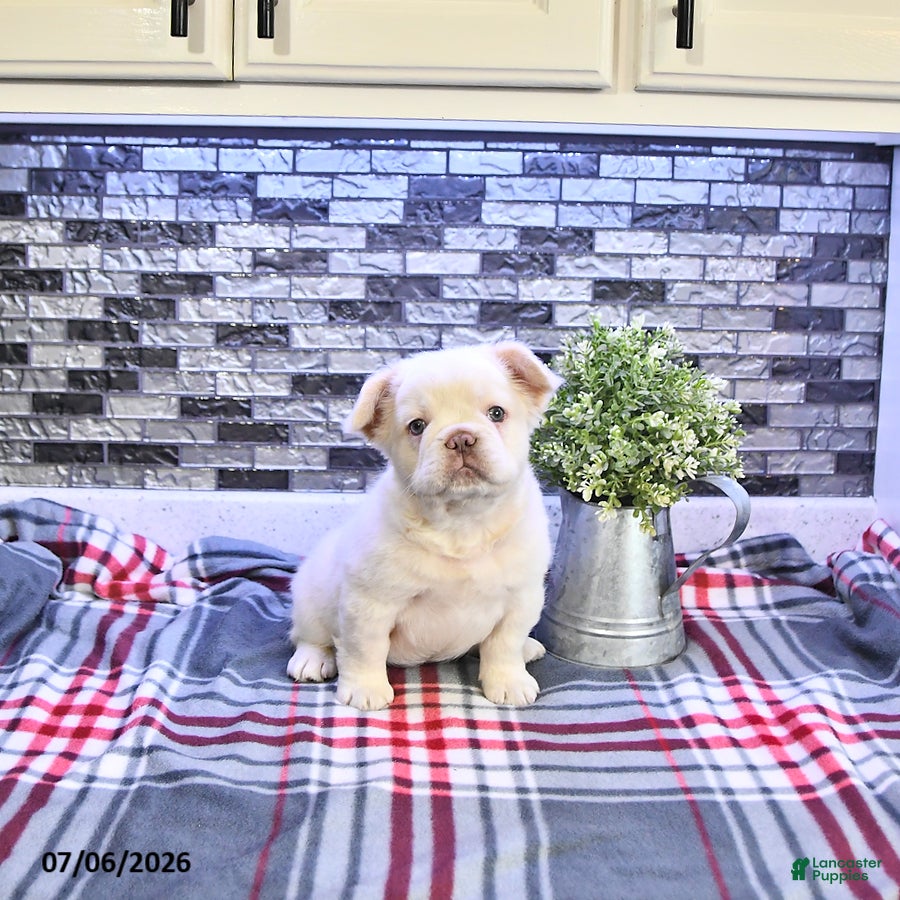 French Bulldog dogs Pierre - Ad 1