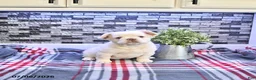French Bulldog dogs for sale: Pierre - Ad 1