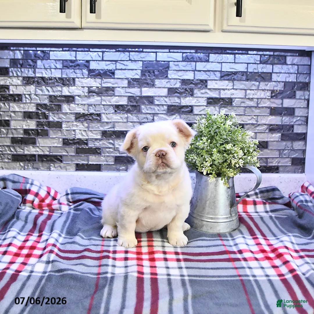 French Bulldog dogs for sale: Pierre - Ad 1