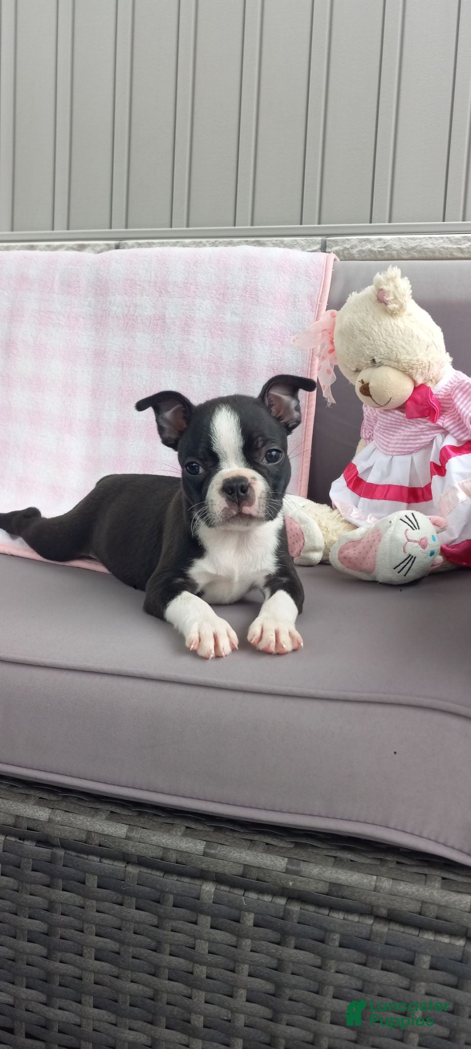 Boston Terrier dogs for sale: Ashley  - Ad 2
