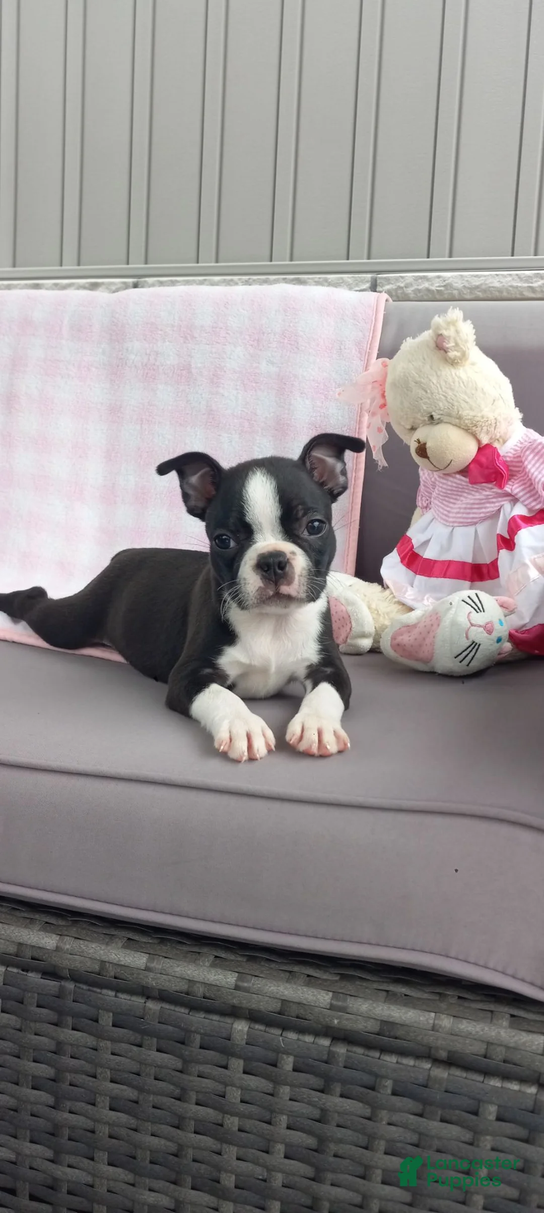 Boston Terrier dogs for sale: Ashley  - Ad 1
