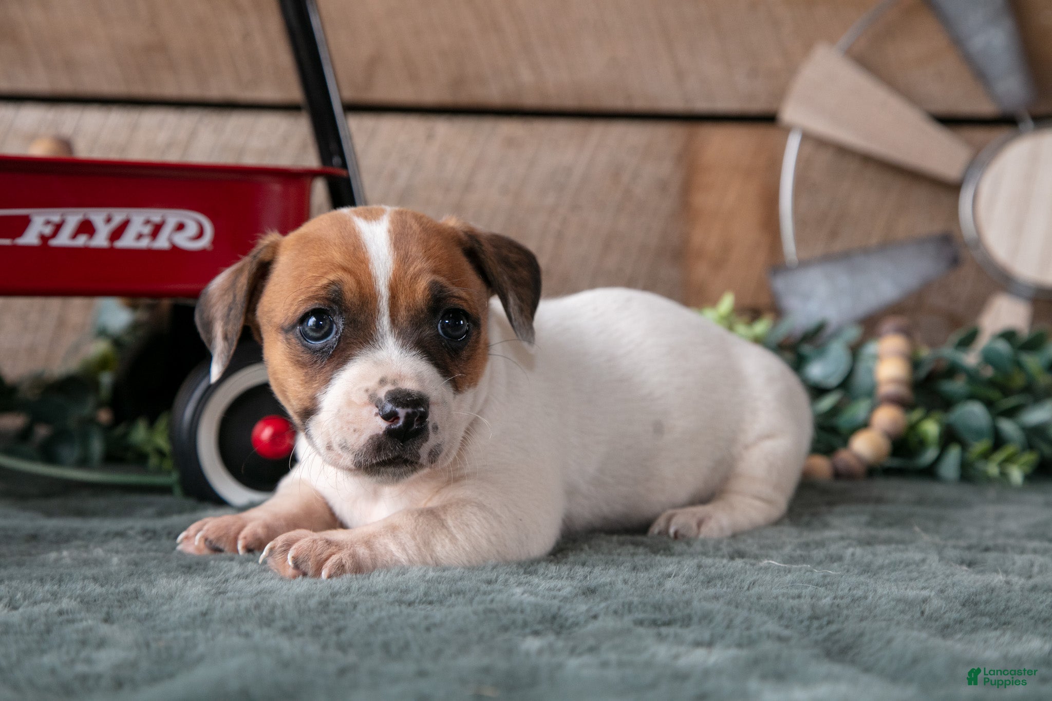 Jack Russell Terrier dogs Petal - Ad 2