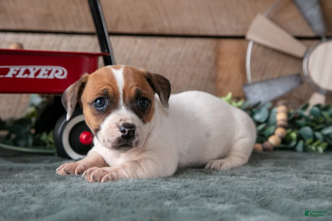 Jack Russell Terrier dogs for sale: Petal - Ad 2