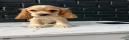 Cocker Spaniel dogs for sale: 🧡🤍Theo🧡🤍 - Ad 3